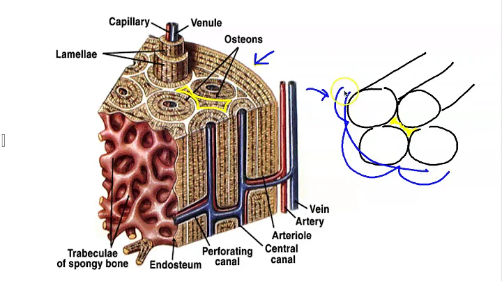 Microscopic Structure of Bone