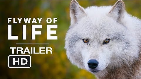 Flyway of Life (2025) | OFFICIAL TRAILER