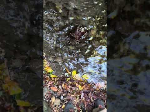 【滝めぐり】1の滝の滝壺にて！千尋の滝（紫尾山）【2024/11/20】