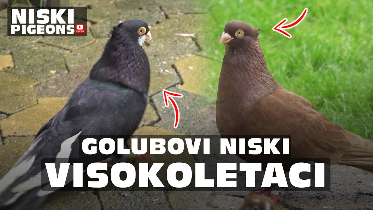Golubovi Niski Visokoletaci, Pllumat Shpicat, Niski Pigeons