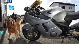 CBR1100XXスーパーブラックバードで近所を一周走ってくる動画