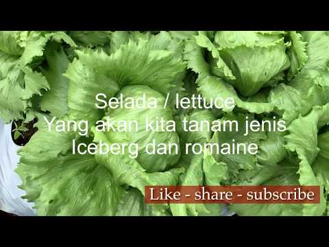 Video: Bekas Tumbuh Salad Hijau - Petua Cara Menanam Salad Dalam Periuk