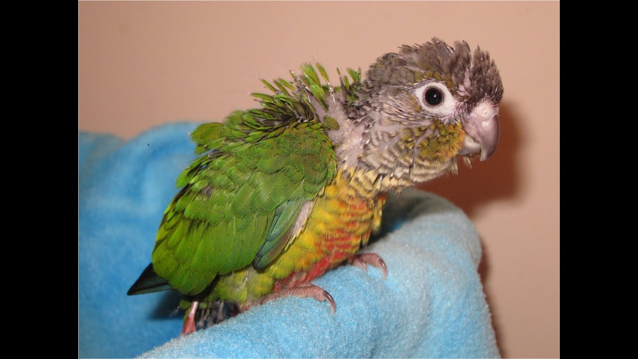 Baby Green Cheek Conures before bedtime YouTube