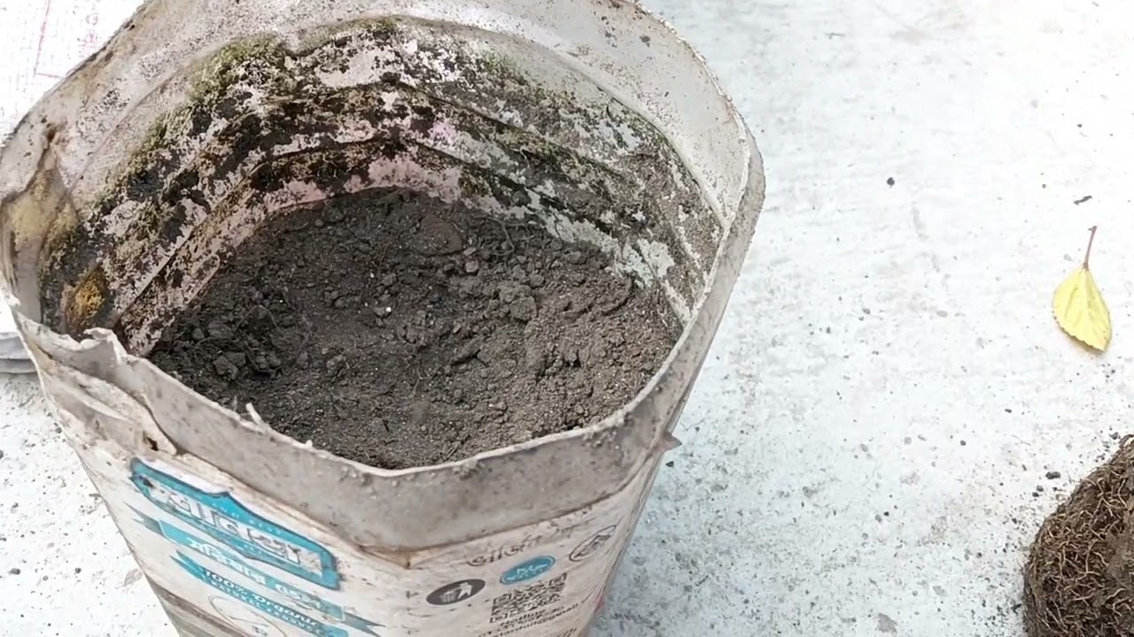 বেশ বড়সড়ো কাজগুলোই করে নিলাম ছাদ বাগানে,জবা গাছের রিপোর্টিং ||#roofgarden #এসোবাগানকরি 