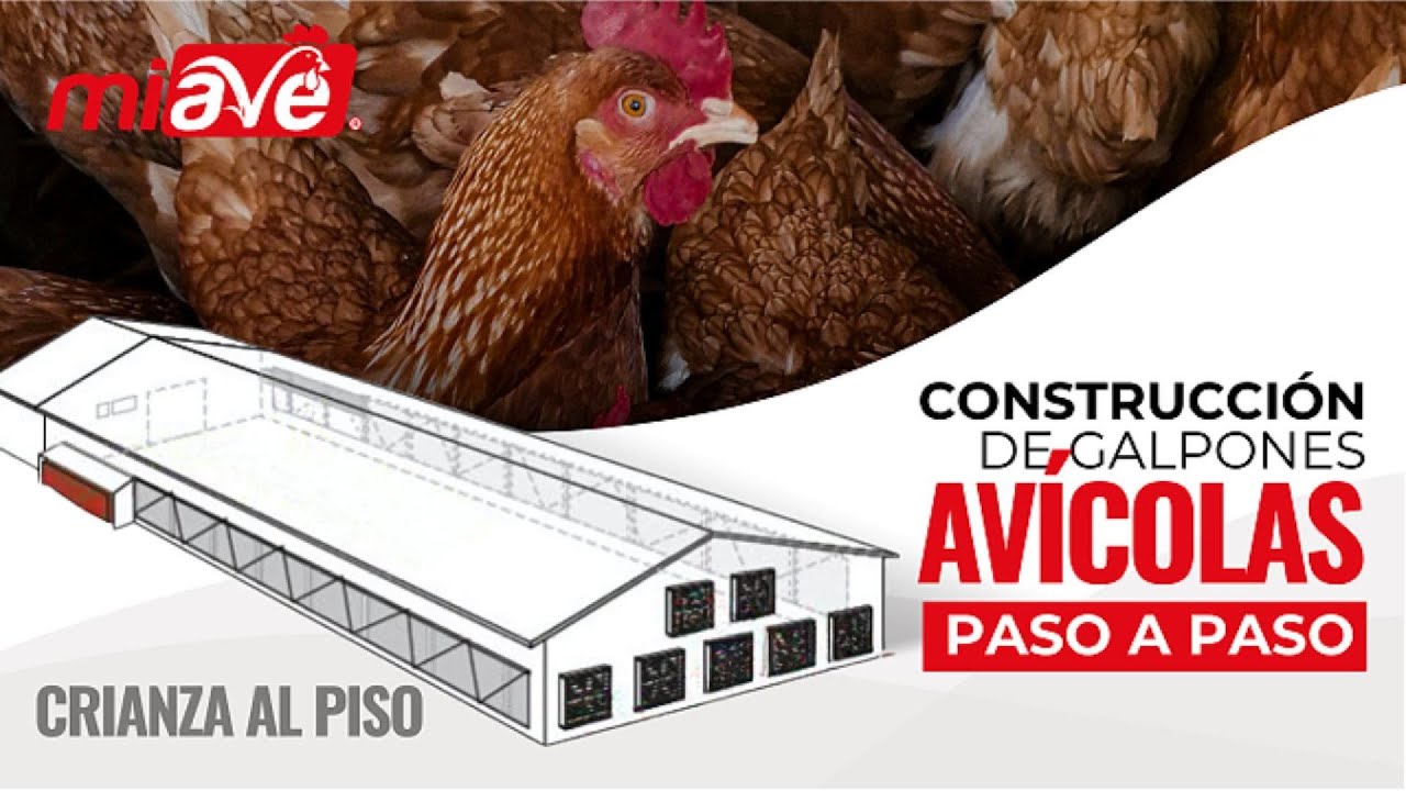 Construccion de galpones avícolas | Paso a paso