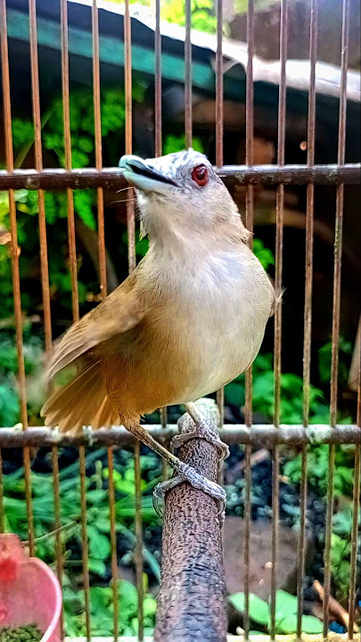 masteran mewah khas burung pelanduk semak. #birds