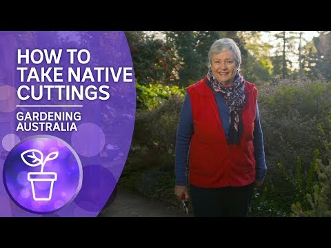 How to take native cuttings