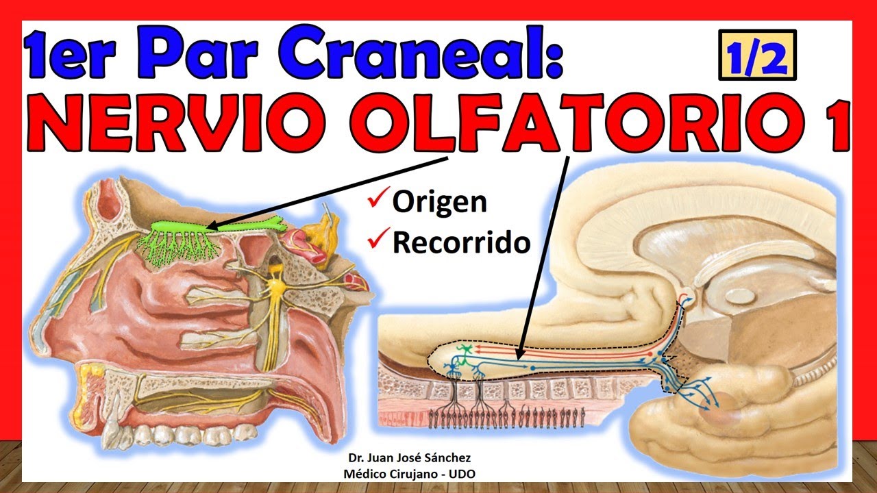 🥇 1er Par Craneal - NERVIO OLFATORIO (1 de 2). Origen Real y Aparente ...
