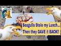 Seagulls Stole My Lunch, Then Gave It Back! | Sandcastle Mania