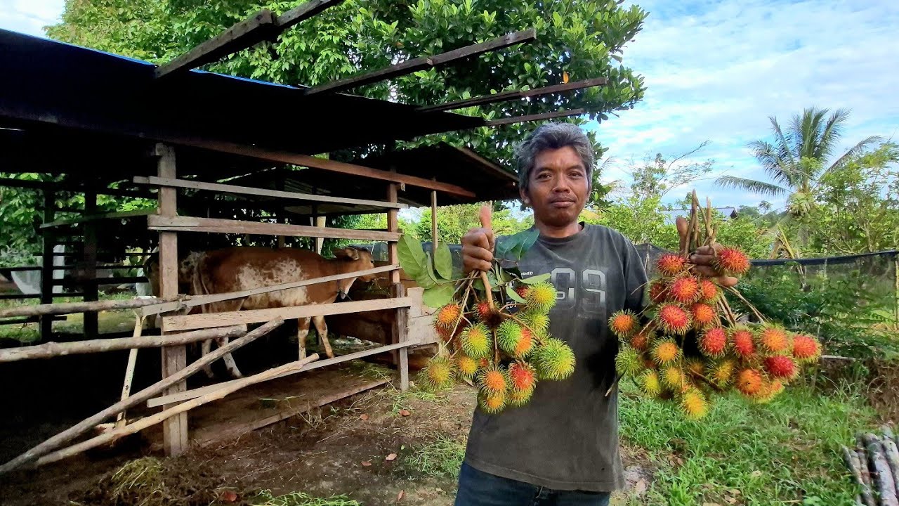 KAMPUNGNYA TENGGELAM KARENA BENDUNGAN JATIGEDE, PAK UMAN KINI BAHAGIA MENETAP DI KALIMANTAN UTARA
