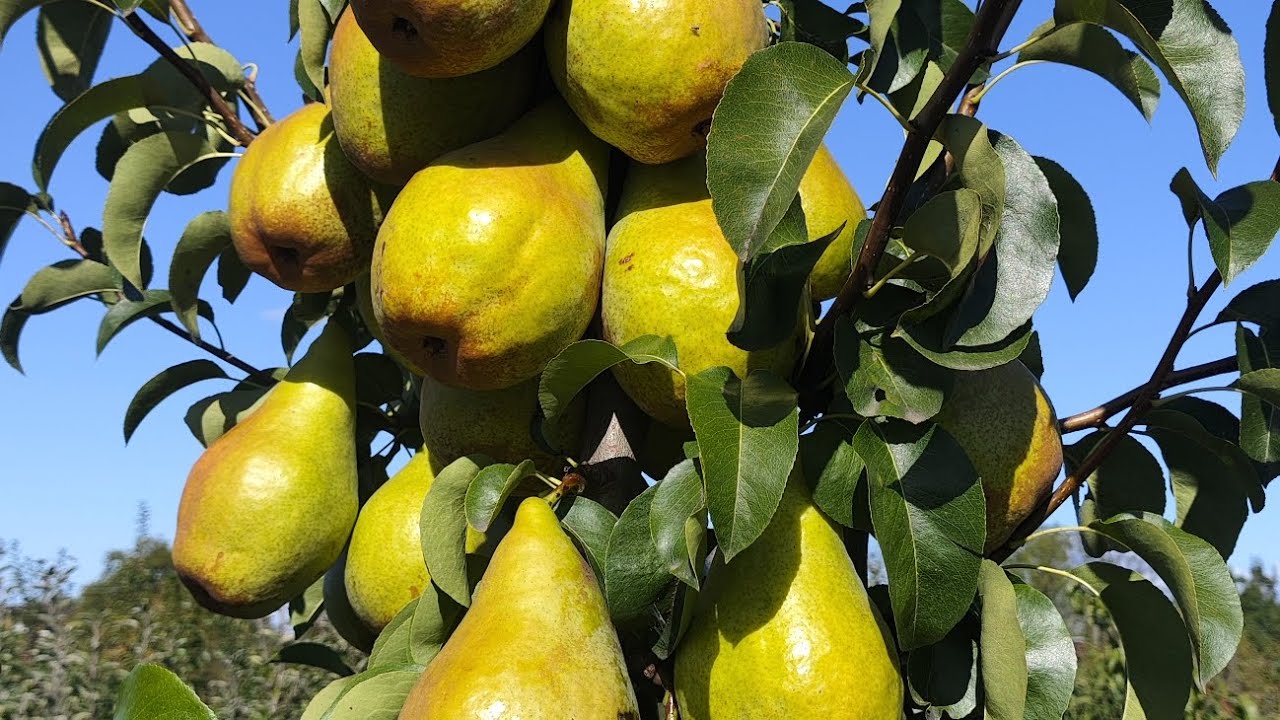 Am recoltat perele de toamna din livada  mea ✅🍐😘🤗