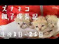 スナネコ親子成長記 生後3日〜25日 / Sand cats - 3 to 25 Days After the Birth -