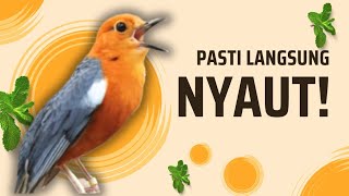 Merangsang Emosi Dalam Hitungan Detik, Pancingan Dan Terapi Anis Merah Macet Bunyi | AMO 17