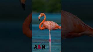 Flamingos Celestún Yucatán México