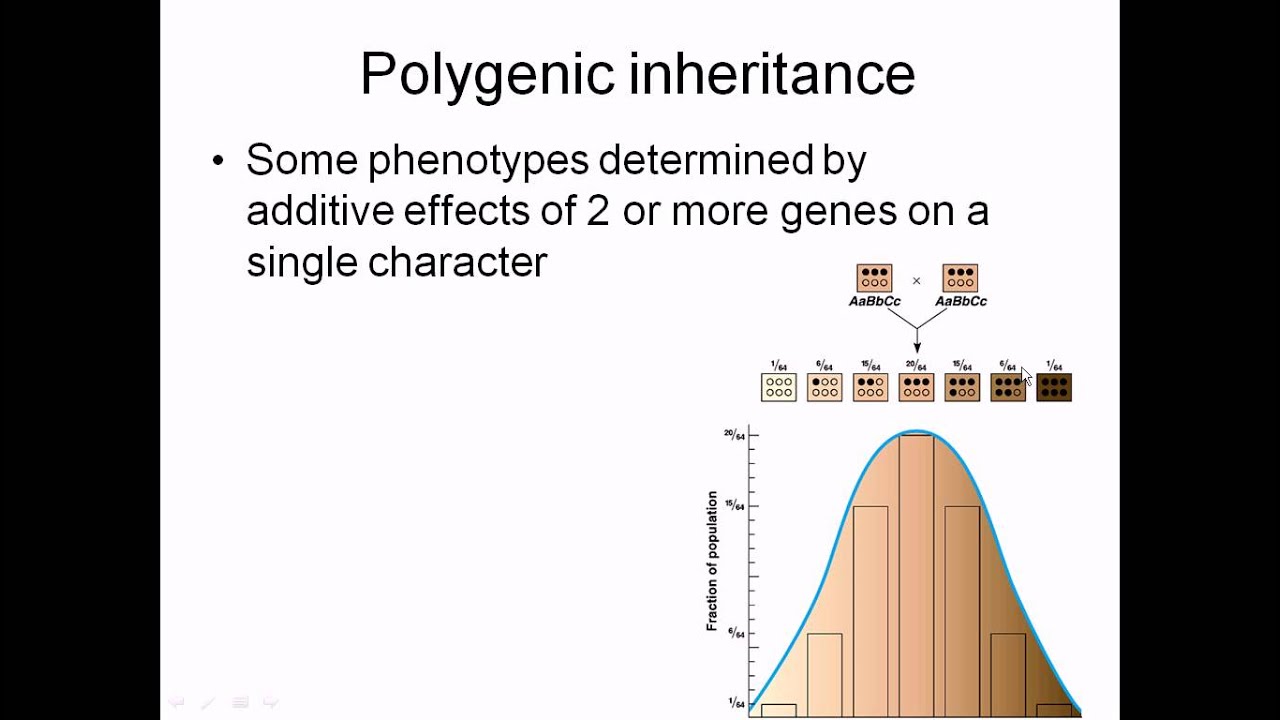 what is polygenetic inheritance