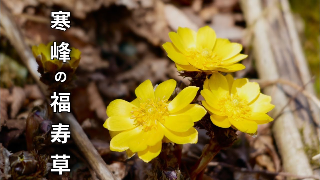 【福寿草】雪どけの春に福を呼ぶ花🌼福寿草が咲き誇る寒峰に登って来たよ🌼あの山、ほんまに面白かったわ✨