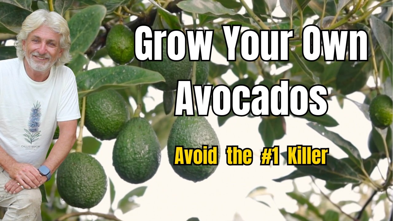 Grow Your Own Avocados: Everything You Need to Know (Types, Planting, Pollination & Root Rot)