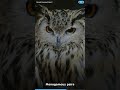 8 Amazing Great Horned Owl Facts