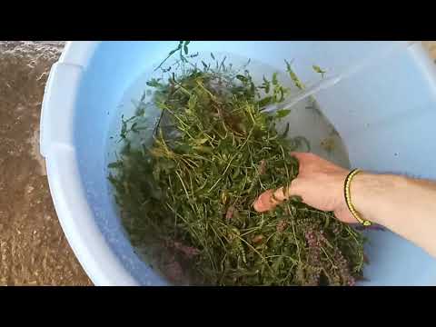 Βίντεο: Πώς να αλατίζετε το λάχανο για να το διατηρείτε τραγανό