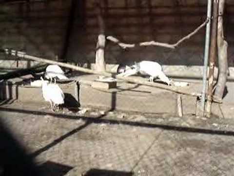 白孔雀 In 須坂市動物園 Youtube 白孔雀 In 須坂市動物園 Youtube