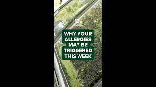 Achoo! Pollen bomb impacting East Coast