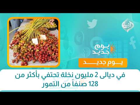 في ديالى 2 مليون نخلة تحتفي بأكثر من 128 صنفاً من التمور