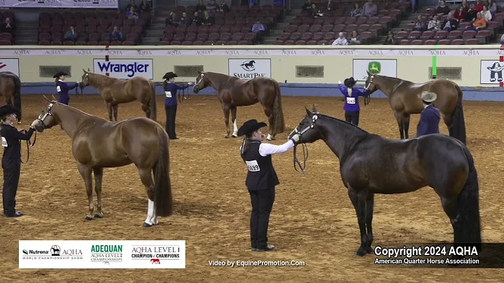2024 AQHA Amateur Performance Halter Mares World Champion