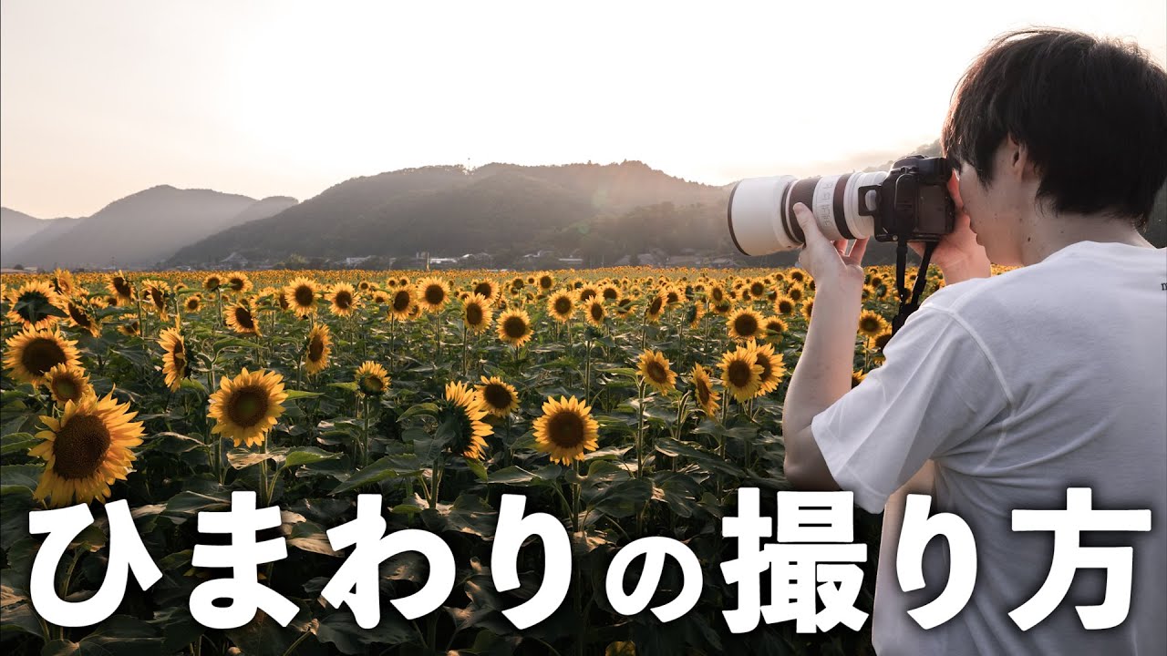 その他 himawari Himawari | The Powerpuffgirls Z Wiki | Fandom