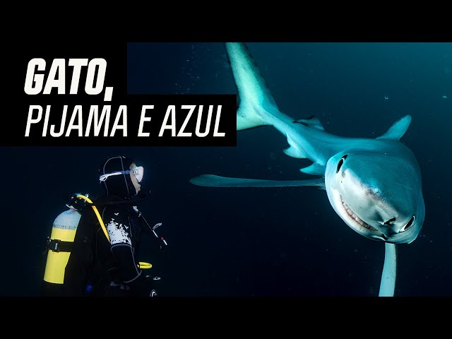 Sharky, o Tubarão Azul