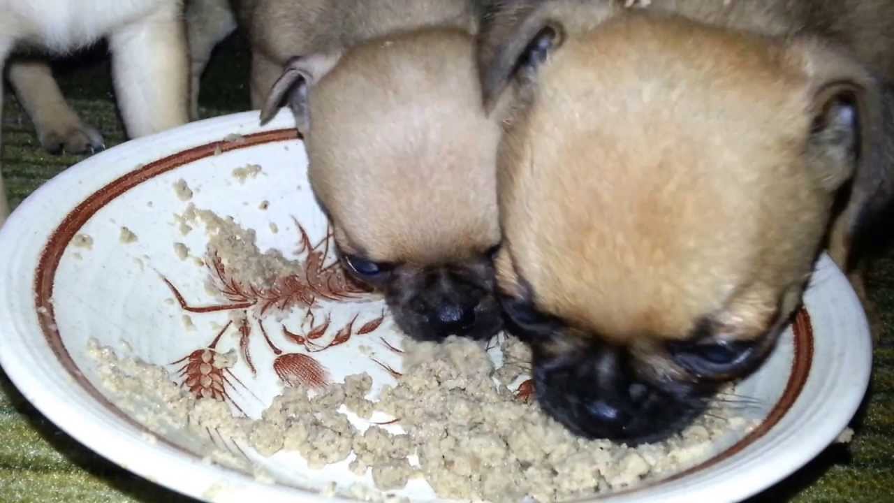 MopsMix Welpen beim fressen Pug Puppies having food YouTube