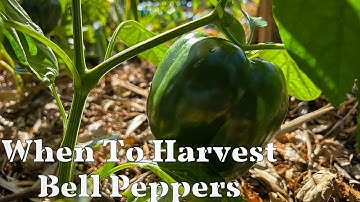 When To Harvest Bell Peppers