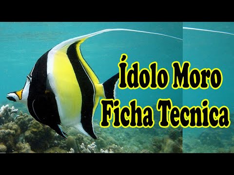 Video: Pencisfish