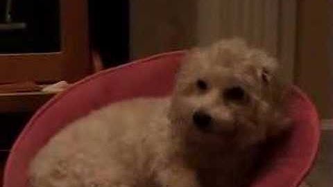 Professor McDougal Teaches Imaginary Numbers