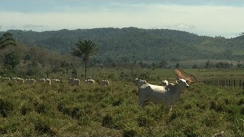 Cattle-ranching: biggest threat to Amazon rainforest
