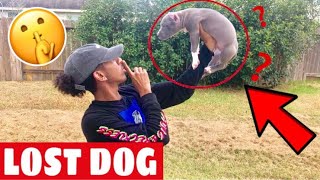 I Lost Nique And King Dog Prank On King Funny