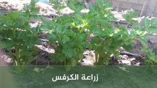 زراعة الكرفس Planting celery