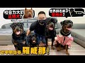 【從零開始養】羅威那!羅馬流浪犬的後代?咬合力比比特犬高!侵犯領土會受傷?公狗相見會打起來?世界排名第三警犬?智商高!【許伯簡芝】Rottweiler