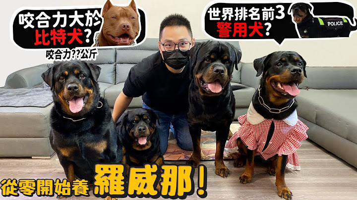 【從零開始養】羅威那!羅馬流浪犬的後代?咬合力比比特犬高!侵犯領土會受傷?公狗相見會打起來?世界排名第三警犬?智商高!【許伯簡芝】Rottweiler - 天天要聞