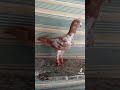 حمامات شامي ولا اروع سعوديه المكسيك ارجنتين حمام سوريا حمامات شامي ولا اروع سعوديه المكسيك ارجنتين حمام سوريا