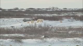 Polar Mom and her 3 cubs back today, digs a little day bed for a family nap 😊 by Geo  210 views 5 months ago 5 minutes, 48 seconds