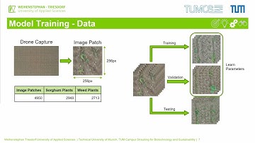 Deep Learning-based Early Weed Segmentation using UAV Images of Sorghum Fields