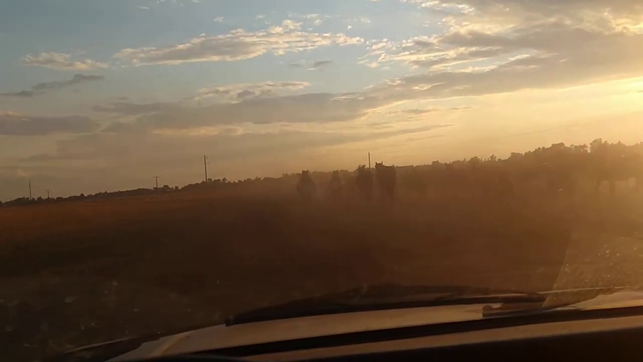 Жара! От топота копыт, пыль по полю летит! Гоню табун лошадей в загон ...