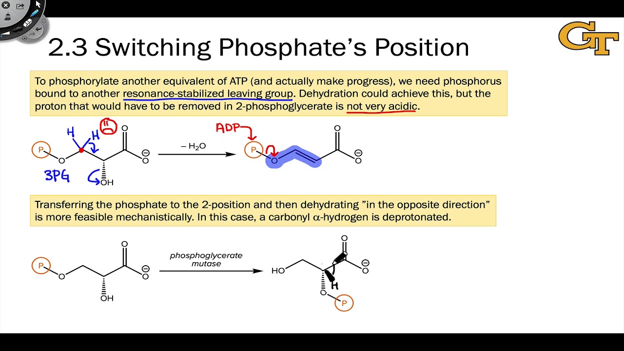 24.05 Glycolysis in Detail - Stage 2