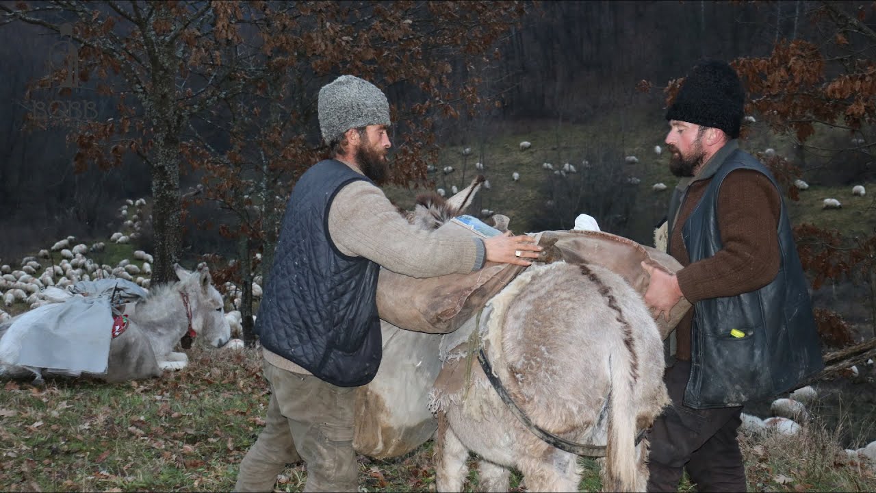 TRANSHUMANȚA de IARNĂ cu CIOBĂNAȘU MARIN și MIȘU - DOCUMENTAR 2022 EP.1