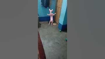 sphinx#shorts#youtube#youtubeshorts#trending#shortsfeed#video