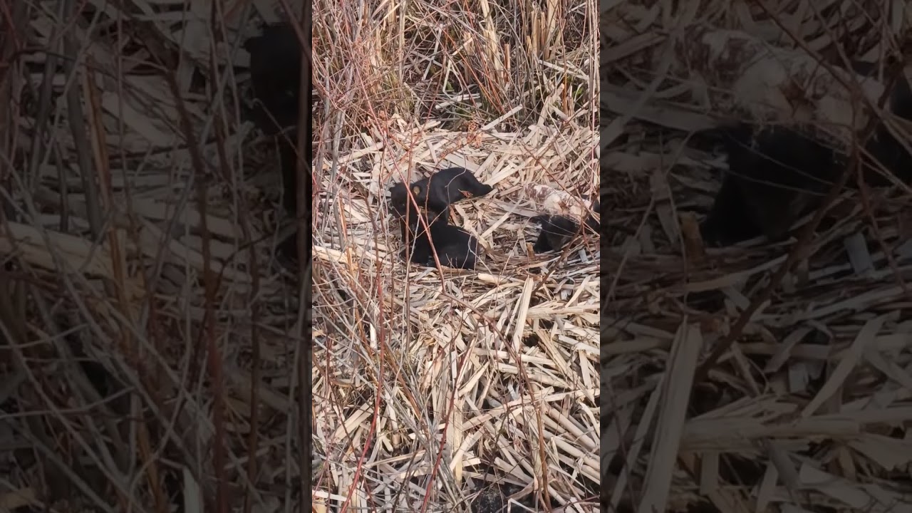 Newborn Bear Cubs in a Swamp on Valentine's Day