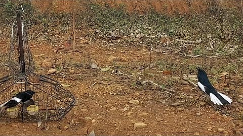 bẫy chòe than xòe đuôi đẹp hết bản