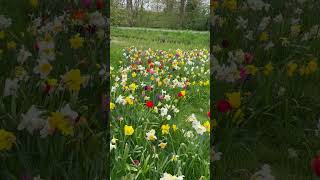 Small field of flowers