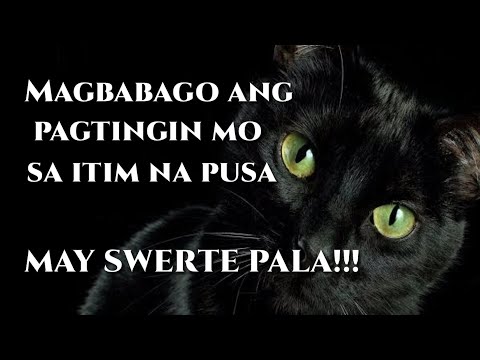 Video: Bakit Naniniwala Ang Mga Itim Na Pusa Na Magdadala Ng Malas