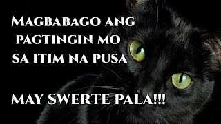 Black Cats Swerte Ba O Malas? Itim Na Pusa